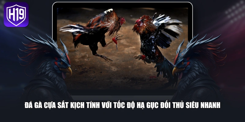 Đá gà cựa sắt kịch tính với tốc độ hạ gục đối thủ siêu nhanh