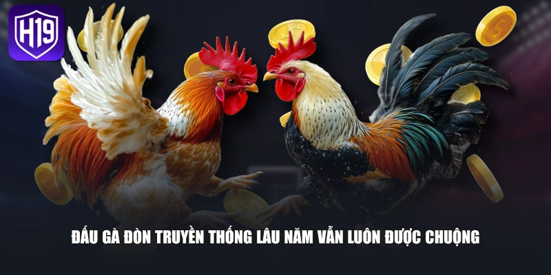 Đấu gà đòn truyền thống lâu năm vẫn luôn được chuộng
