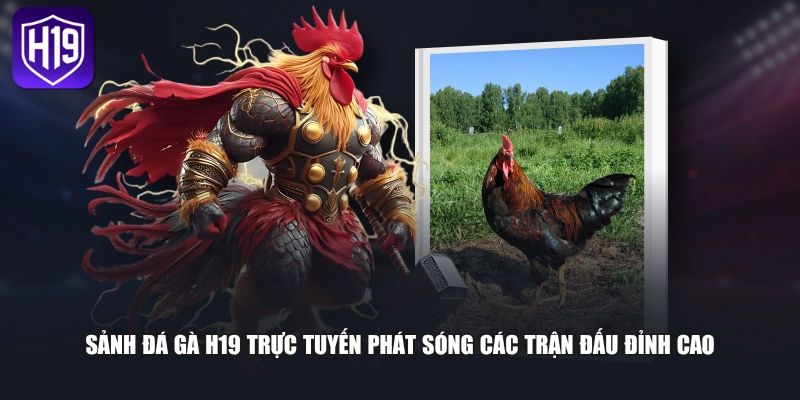 Sảnh đá gà H19 trực tuyến phát sóng các trận đấu đỉnh cao